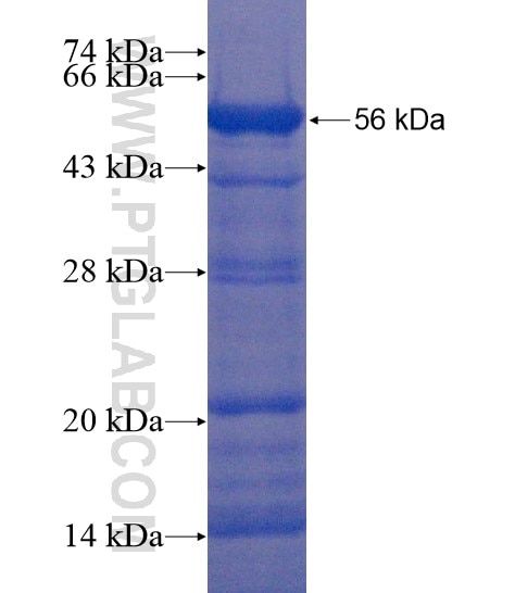 WDR76 fusion protein Ag22114 SDS-PAGE