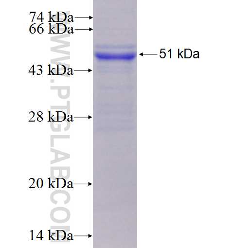 WDR77 fusion protein Ag0147 SDS-PAGE