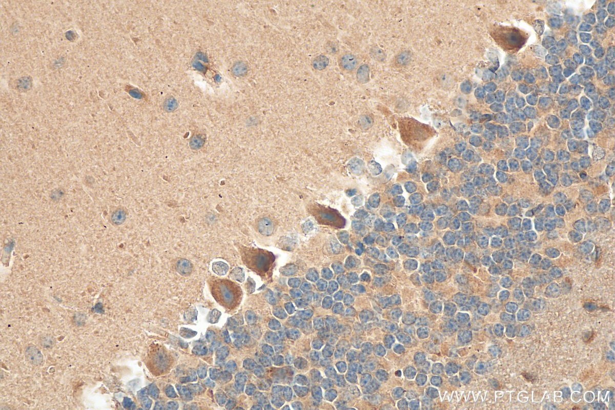 Immunohistochemistry (IHC) staining of mouse cerebellum tissue using WDR81 Polyclonal antibody (24874-1-AP)