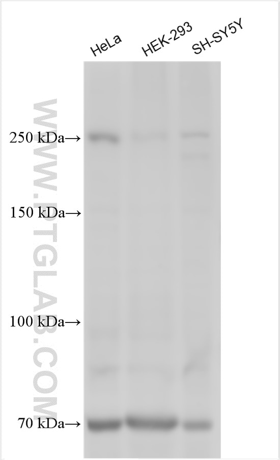 Western Blot (WB) analysis of various lysates using WDR81 Polyclonal antibody (24874-1-AP)