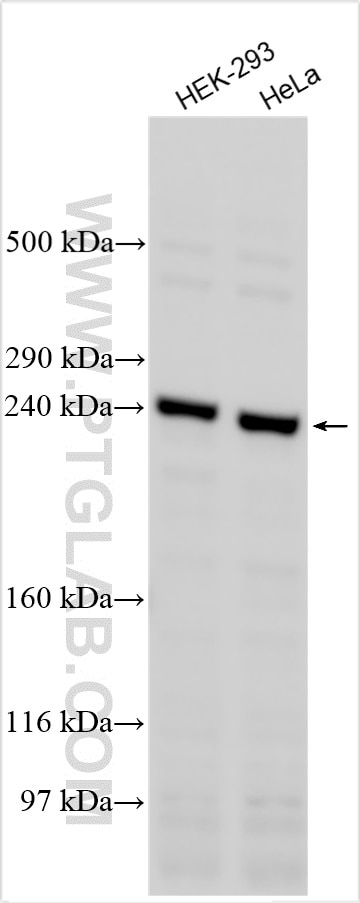 Western Blot (WB) analysis of various lysates using WDR81 Polyclonal antibody (24874-1-AP)
