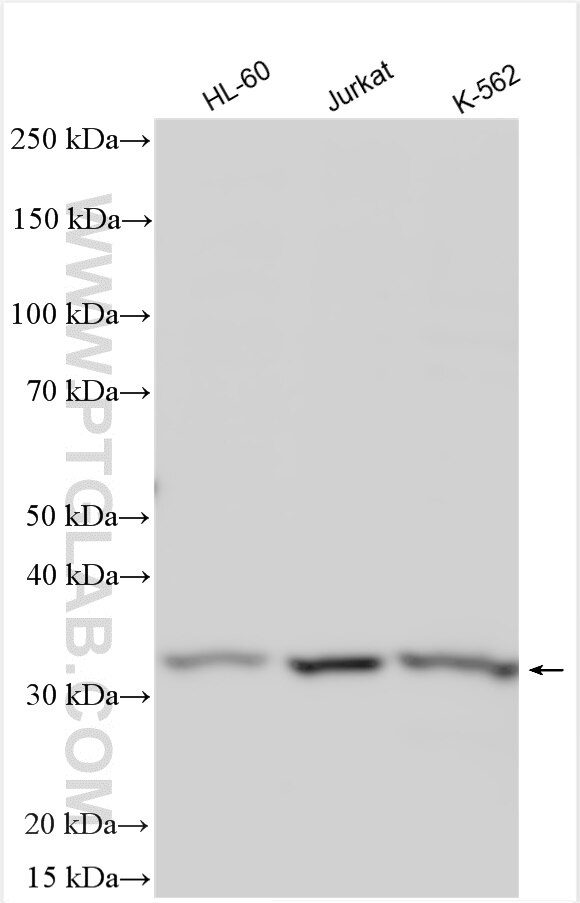 Western Blot (WB) analysis of various lysates using WDR82 Polyclonal antibody (21354-1-AP)