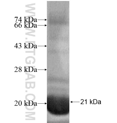 WDR82 fusion protein Ag15762 SDS-PAGE