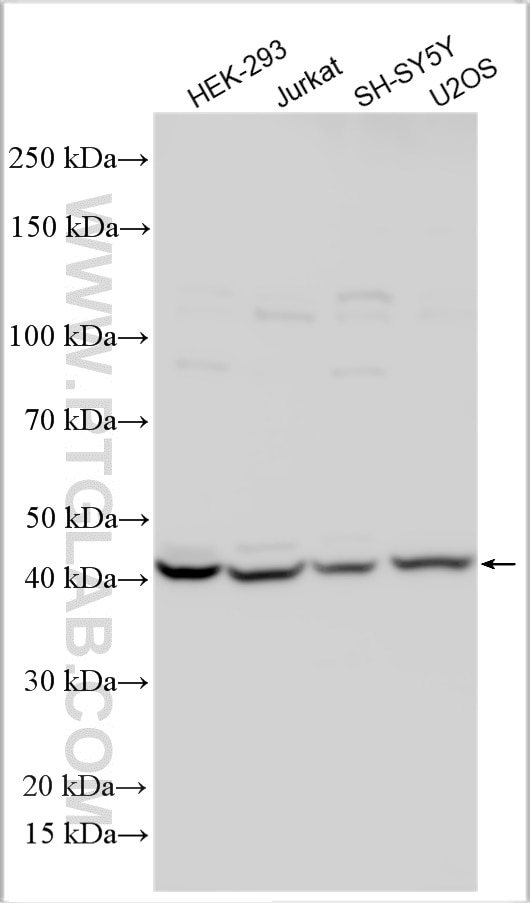 Western Blot (WB) analysis of various lysates using WDR91 Polyclonal antibody (27424-1-AP)