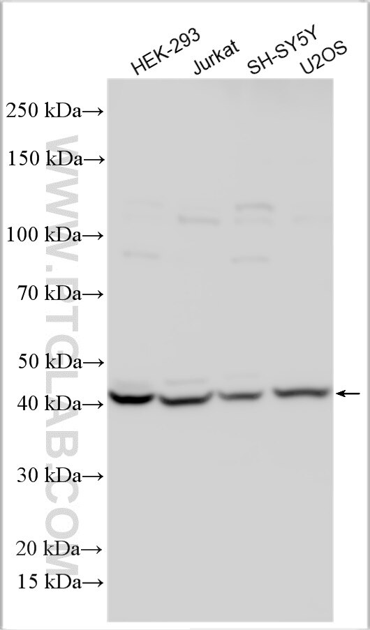 Western Blot (WB) analysis of various lysates using WDR91 Polyclonal antibody (27424-1-AP)