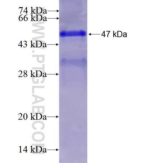 WDR91 fusion protein Ag26697 SDS-PAGE