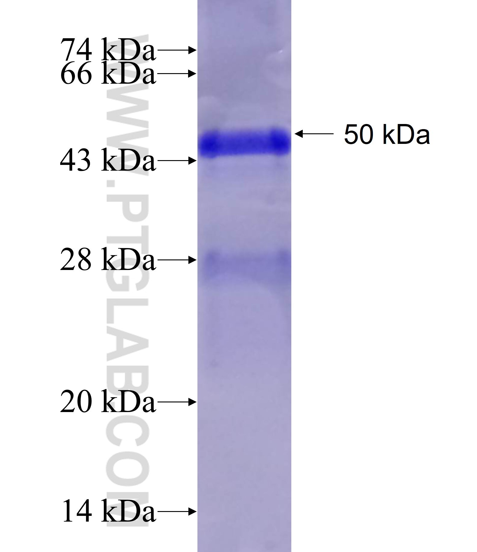 WDR91 fusion protein Ag26697 SDS-PAGE