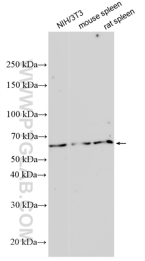 Western Blot (WB) analysis of various lysates using WDSOF1 Polyclonal antibody (33483-1-AP)