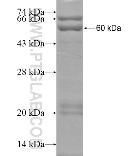 WDTC1 fusion protein Ag19962 SDS-PAGE