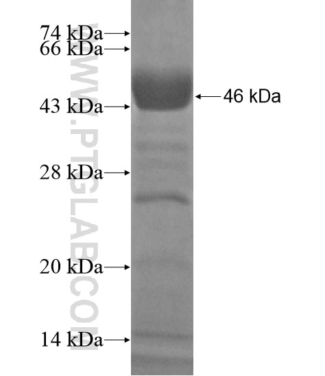 WDTC1 fusion protein Ag20010 SDS-PAGE