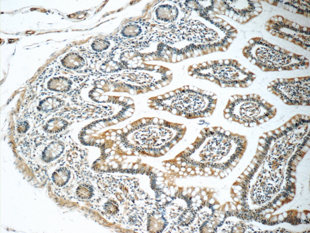 Immunohistochemistry (IHC) staining of human small intestine tissue using WFDC1 Polyclonal antibody (13204-1-AP)