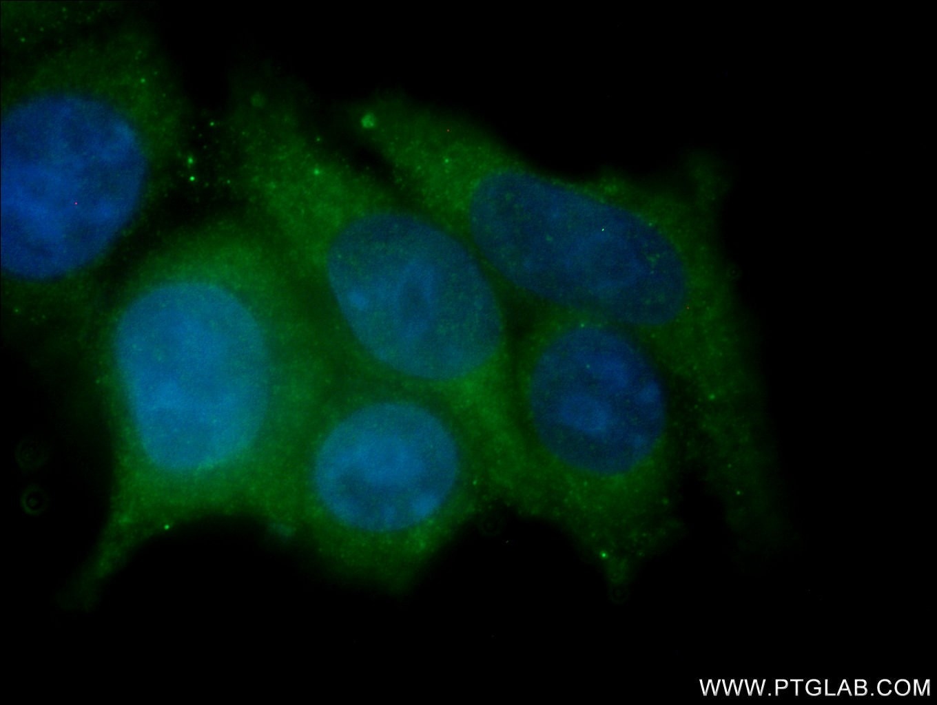 Immunofluorescence (IF) / fluorescent staining of MCF-7 cells using HE4 Polyclonal antibody (14406-1-AP)
