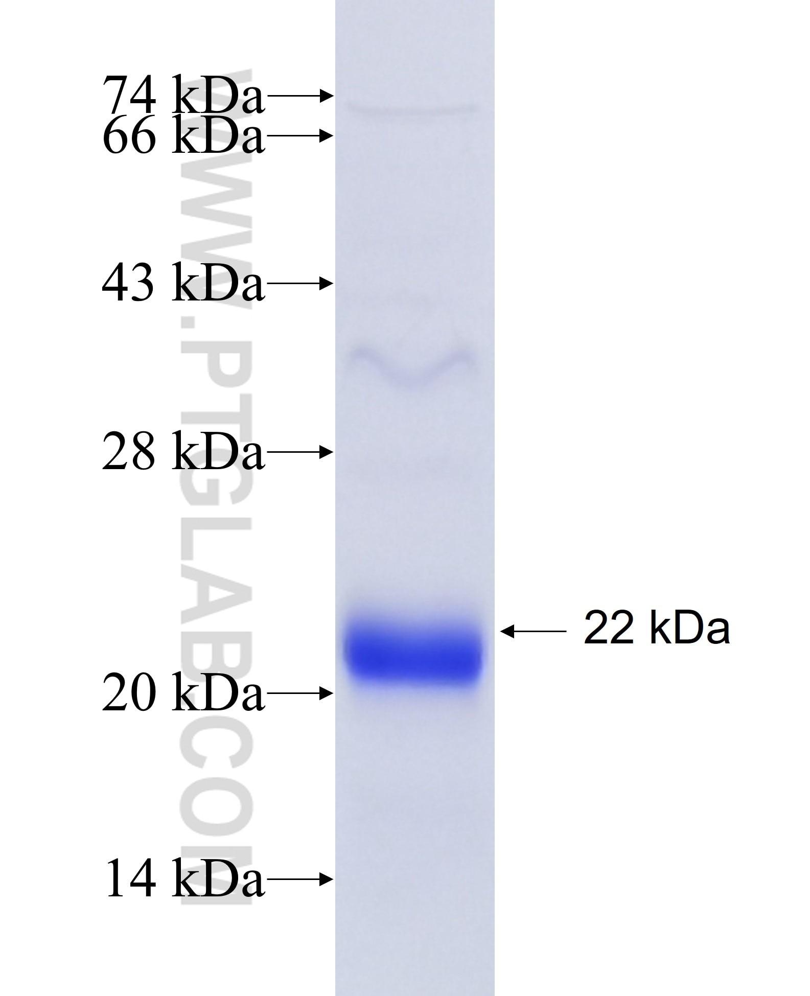 HE4 fusion protein Ag5936 SDS-PAGE