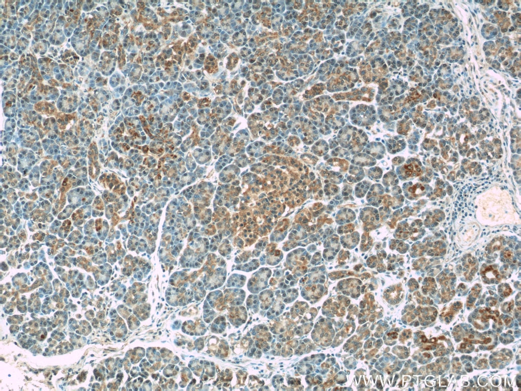 IHC staining of human pancreas using 24917-1-AP