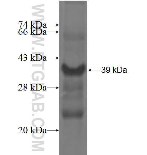 WFDC5 fusion protein Ag3750 SDS-PAGE