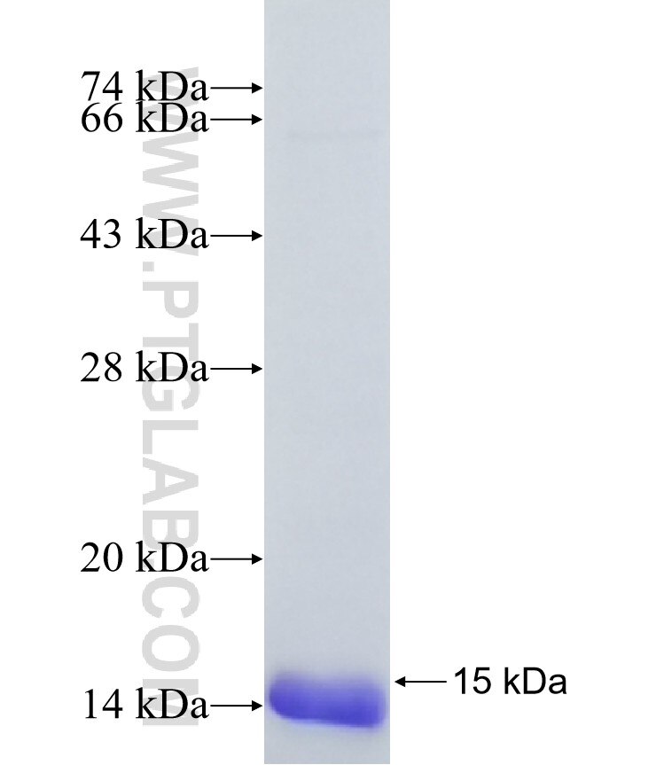 WFDC6 fusion protein Ag41452 SDS-PAGE