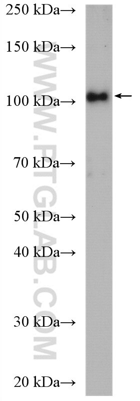 WB analysis of HEK-293 using 11558-1-AP