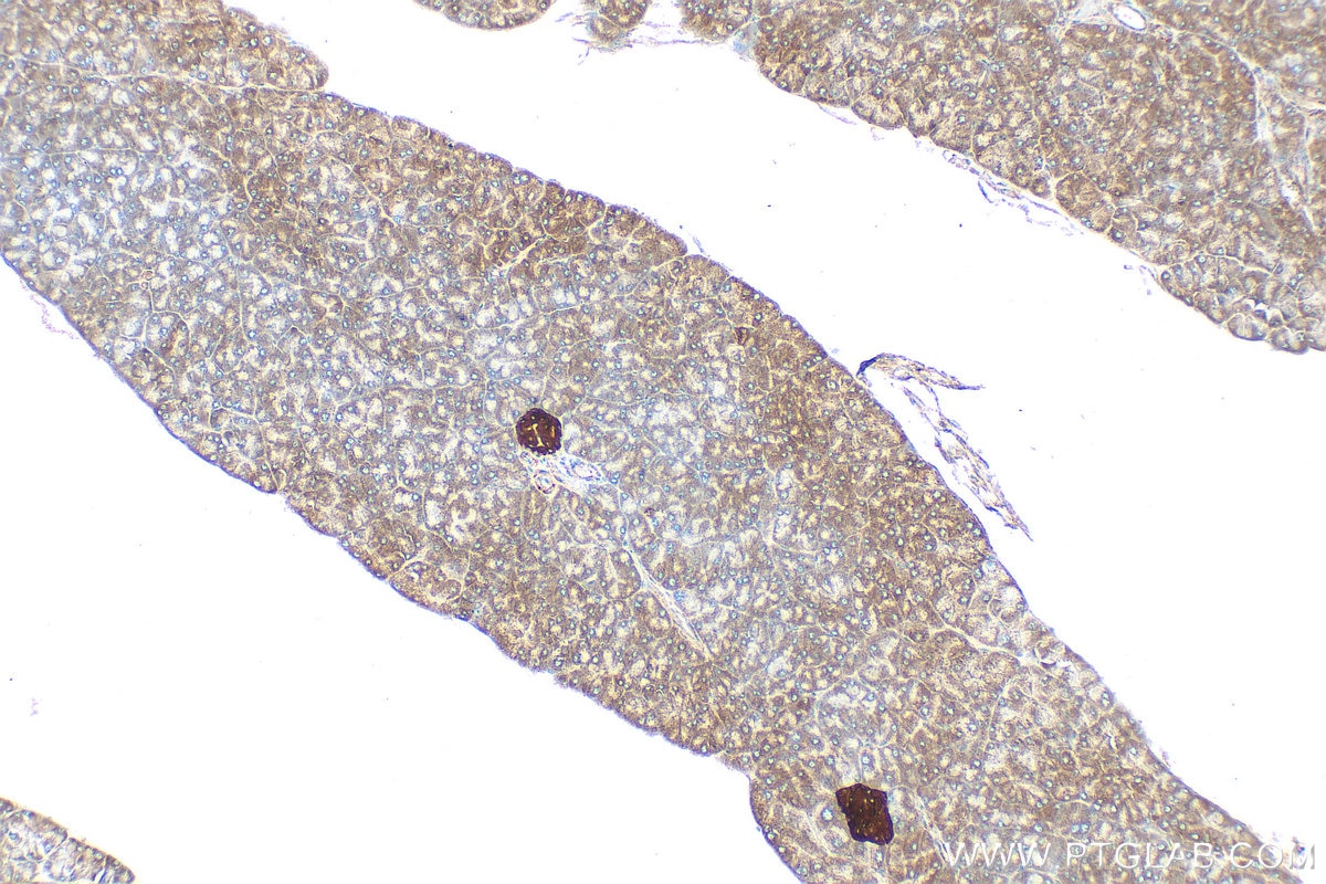 Immunohistochemical analysis of paraffin-embedded mouse pancreas tissue slide using 26995-1-AP (WFS1 antibody) at dilution of 1:3000 (under 10x lens). Heat mediated antigen retrieval with Tris-EDTA buffer (pH 9.0). Immunohistochemistry (IHC) staining of mouse pancreas tissue using WFS1 Polyclonal antibody (26995-1-AP)