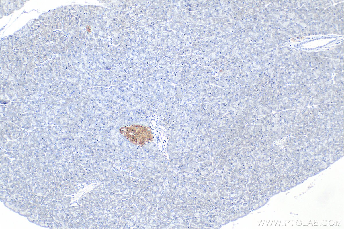 Immunohistochemical analysis of paraffin-embedded mouse pancreas tissue slide using 26995-1-AP (WFS1 antibody) at dilution of 1:12000 (under 10x lens). Heat mediated antigen retrieval with Tris-EDTA buffer (pH 9.0). Immunohistochemistry (IHC) staining of mouse pancreas tissue using WFS1 Polyclonal antibody (26995-1-AP)