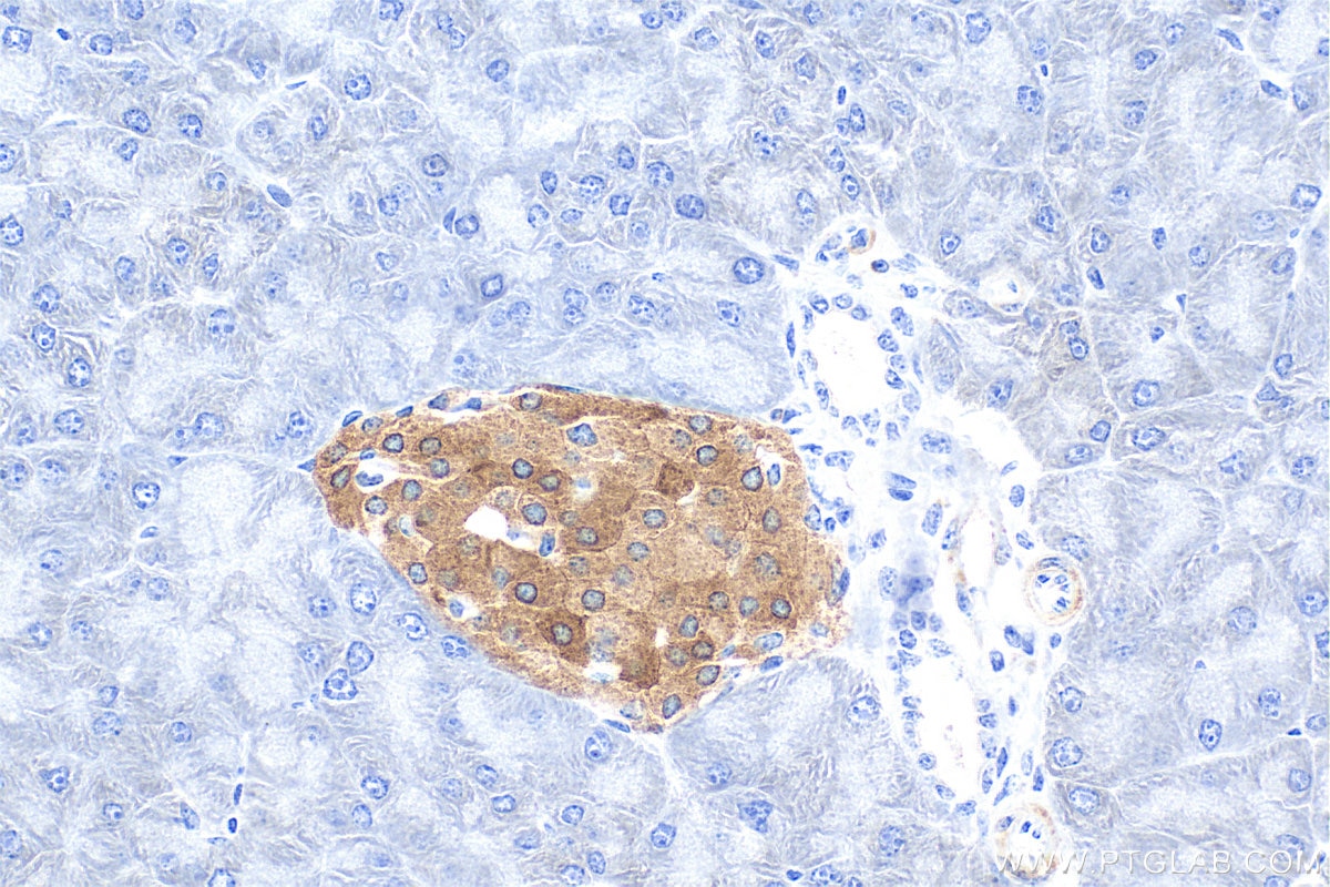 Immunohistochemical analysis of paraffin-embedded mouse pancreas tissue slide using 26995-1-AP (WFS1 antibody) at dilution of 1:12000 (under 40x lens). Heat mediated antigen retrieval with Tris-EDTA buffer (pH 9.0). Immunohistochemistry (IHC) staining of mouse pancreas tissue using WFS1 Polyclonal antibody (26995-1-AP)