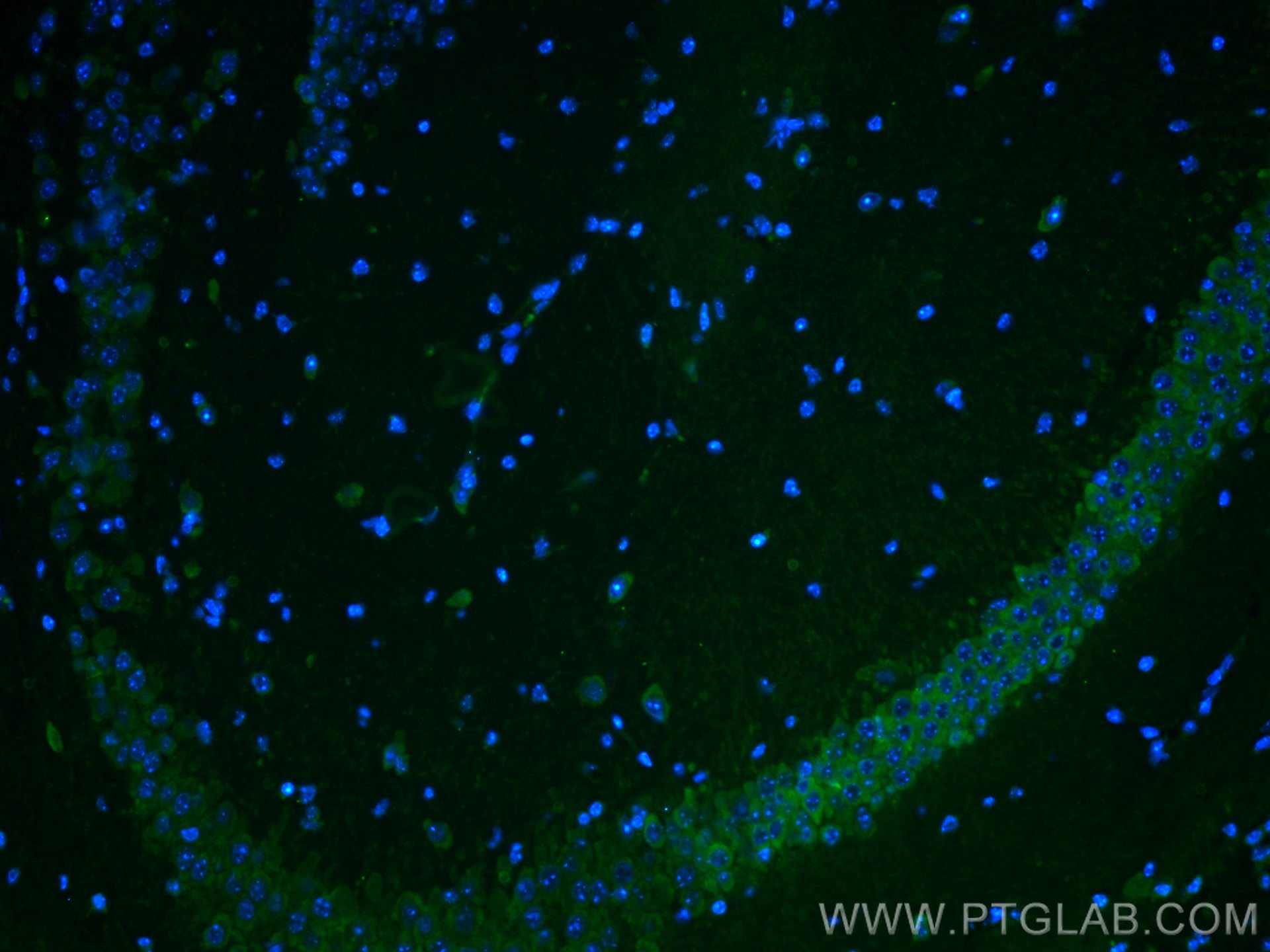 Immunofluorescence (IF) / fluorescent staining of mouse brain tissue using CoraLite® Plus 488-conjugated WFS1 Polyclonal anti (CL488-11558)