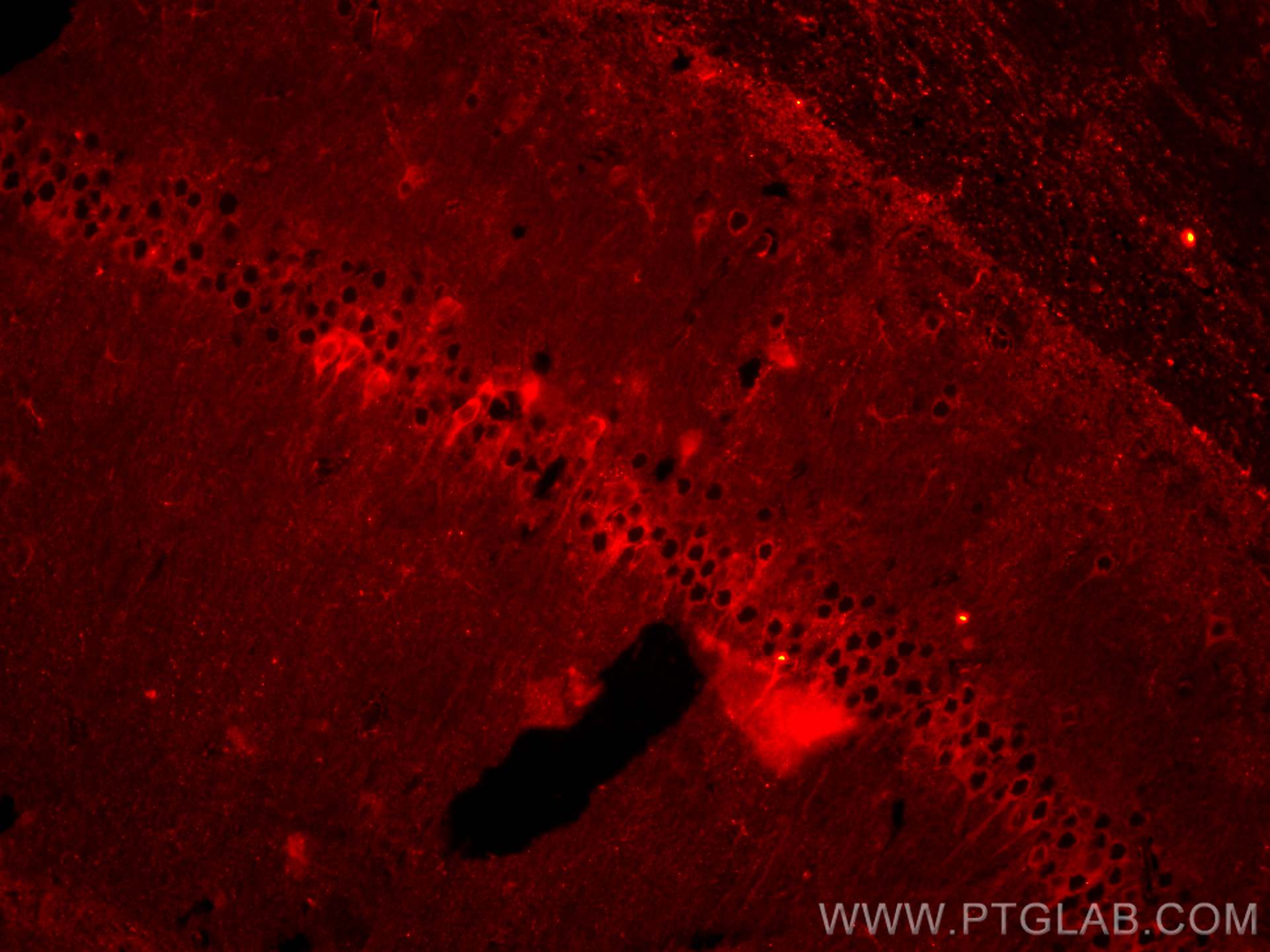 Immunofluorescence (IF) / fluorescent staining of mouse brain tissue using CoraLite® Plus 594-conjugated WFS1 Polyclonal anti (CL594-26995)