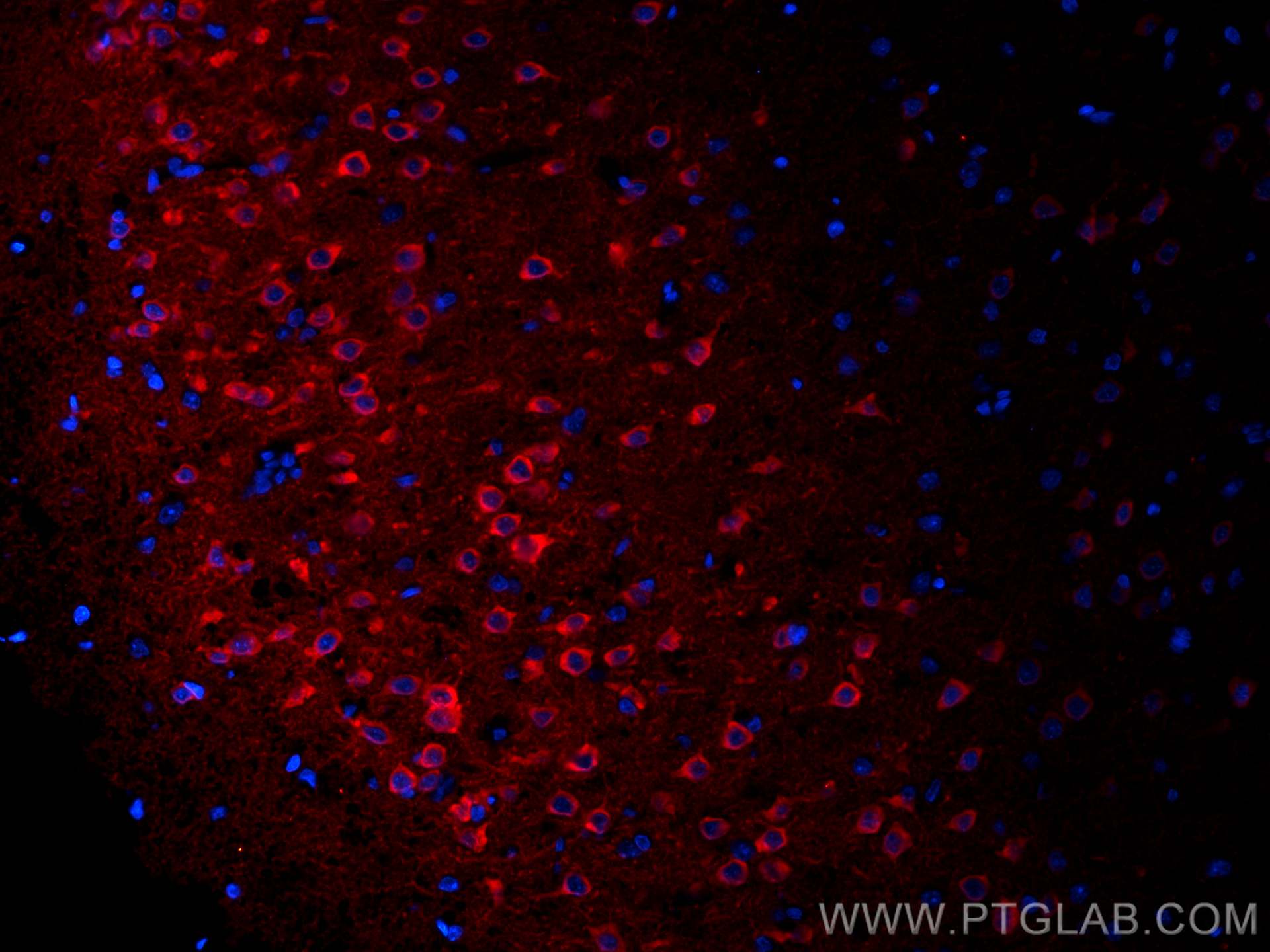 Immunofluorescence (IF) / fluorescent staining of rat brain tissue using CoraLite® Plus 594-conjugated WFS1 Polyclonal anti (CL594-26995)