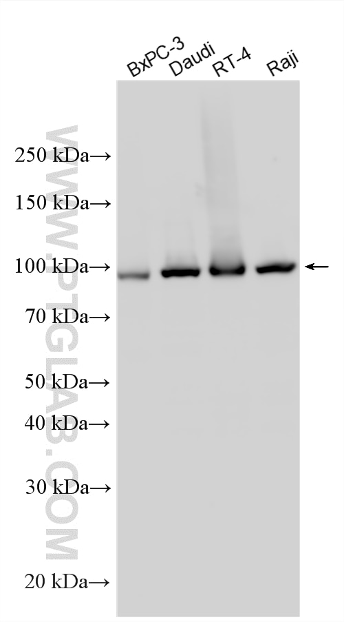 Western Blot (WB) analysis of various lysates using WHAMM Polyclonal antibody (31572-1-AP)