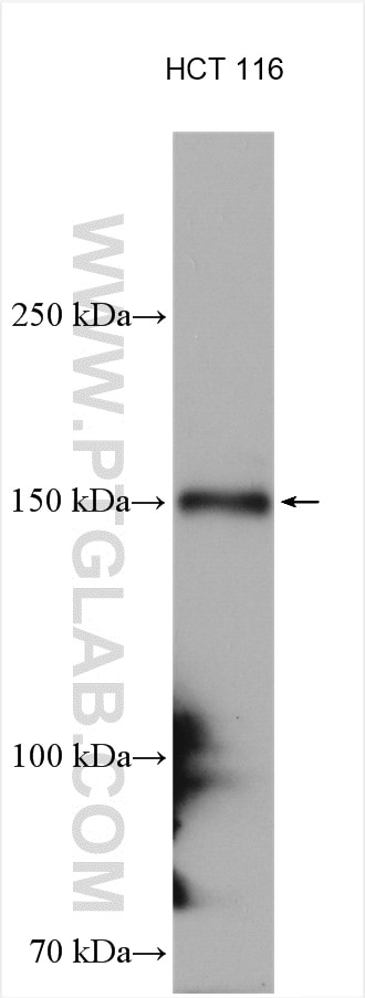 WB analysis of HCT 116 using 22722-1-AP