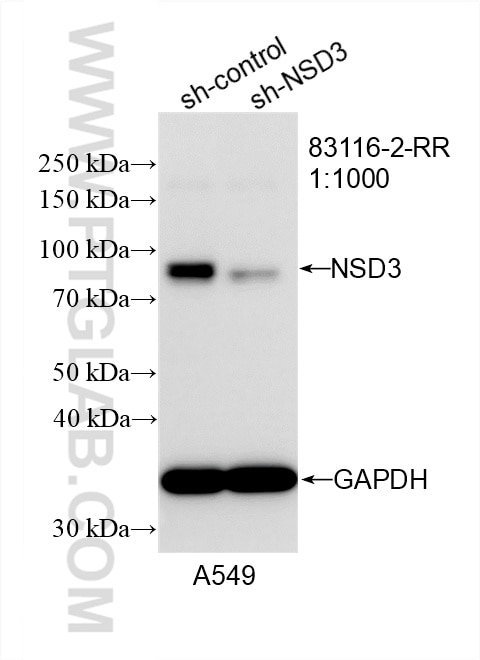 Western Blot (WB) analysis of A549 cells using NSD3 Recombinant antibody (83116-2-RR)