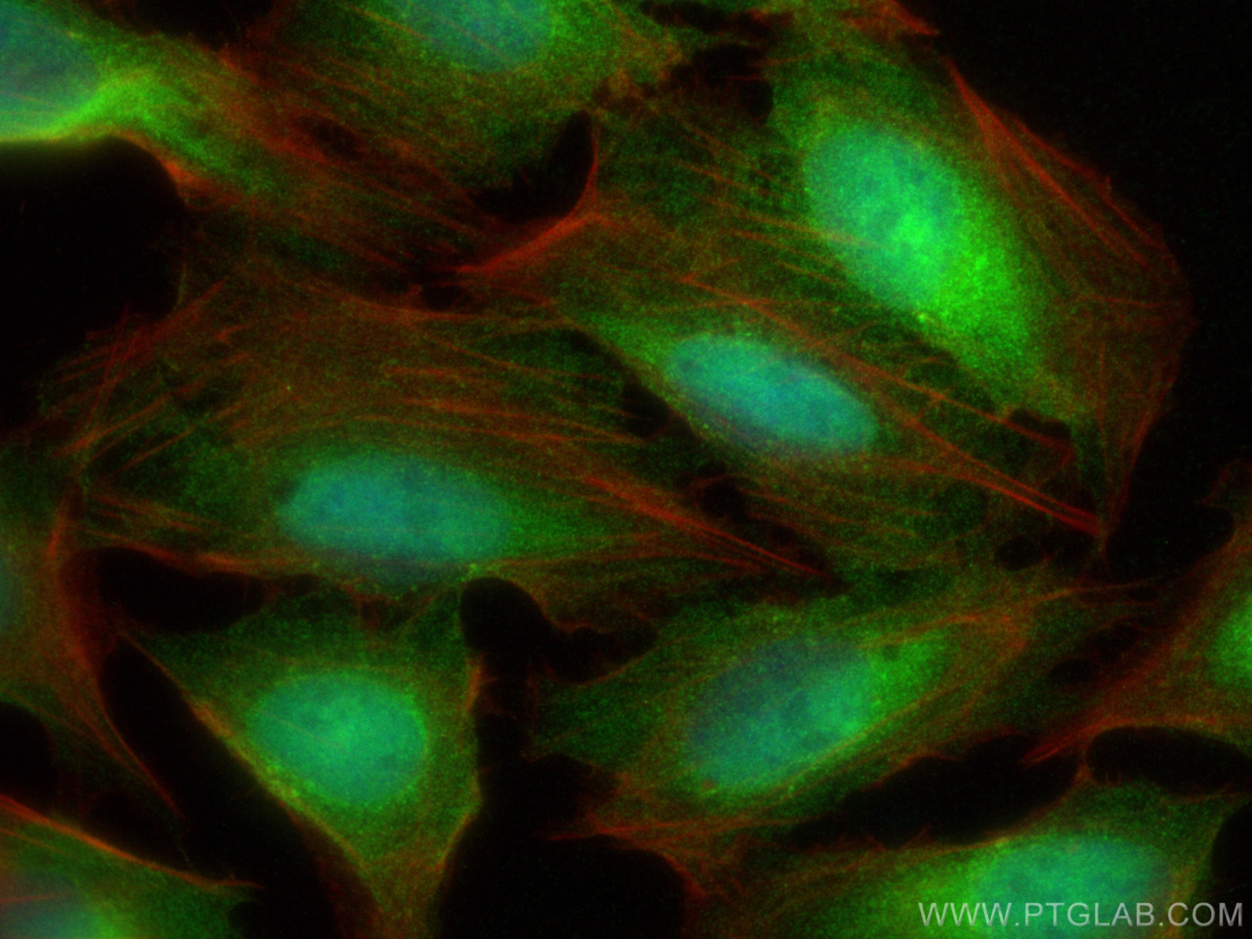 Immunofluorescence (IF) / fluorescent staining of U2OS cells using WIBG Polyclonal antibody (14658-1-AP)