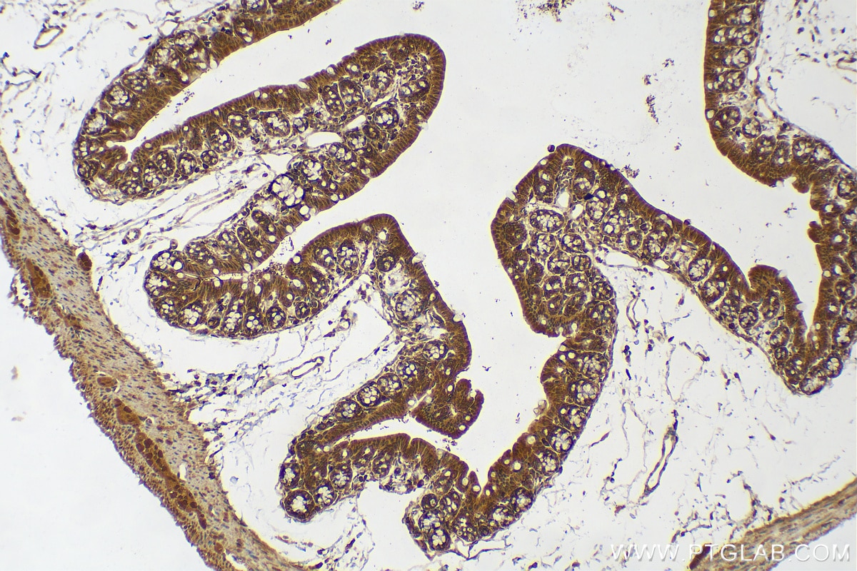 Immunohistochemistry (IHC) staining of mouse colon tissue using WIBG Polyclonal antibody (14658-1-AP)
