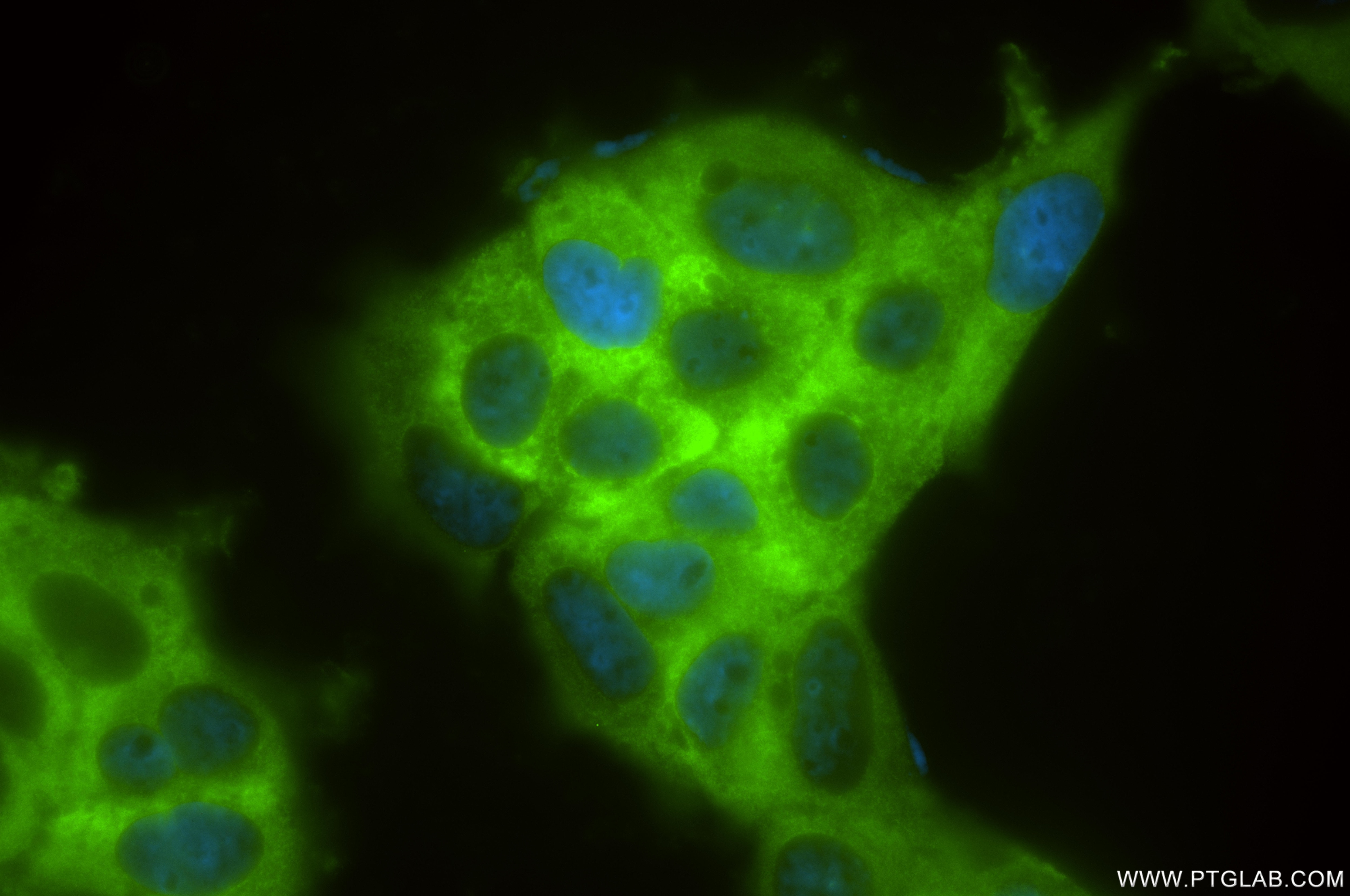Immunofluorescence (IF) / fluorescent staining of MCF-7 cells using WIBG Recombinant antibody (86064-1-RR)