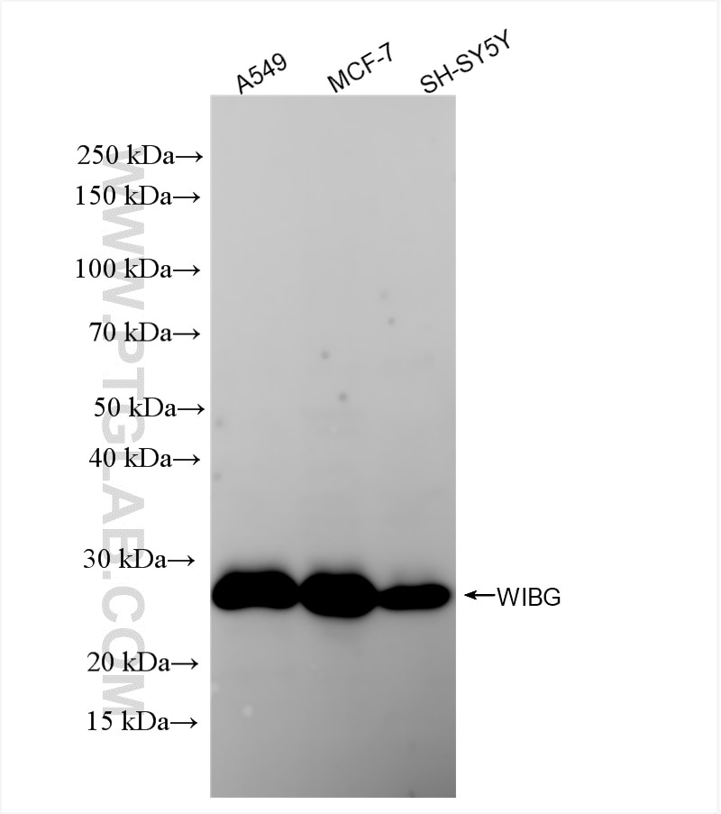 Western Blot (WB) analysis of various lysates using WIBG Recombinant antibody (86064-1-RR)
