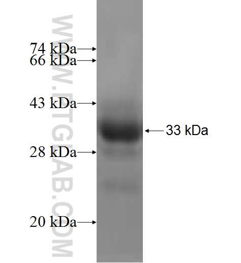 WIBG fusion protein Ag6276 SDS-PAGE
