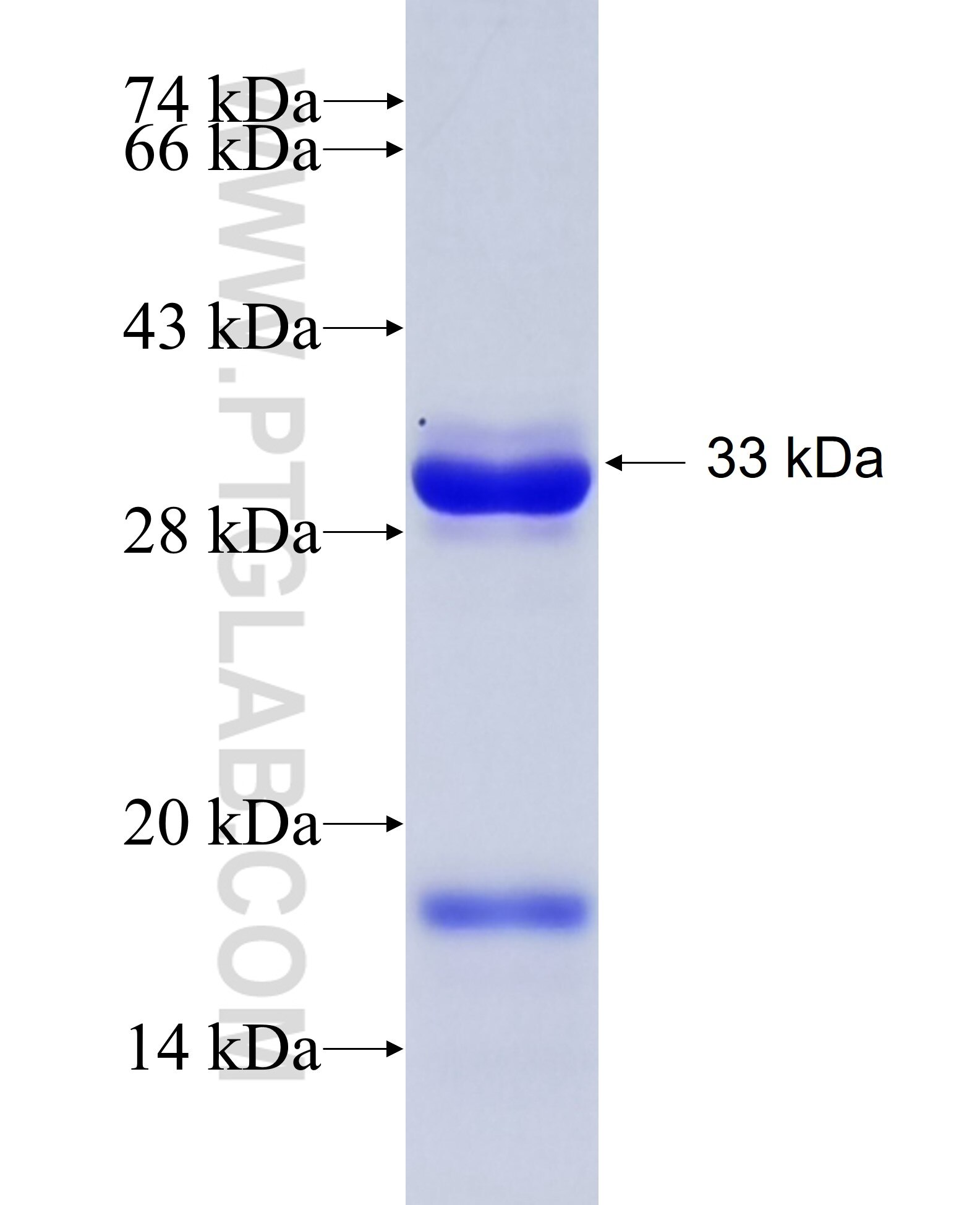 WIBG fusion protein Ag6276 SDS-PAGE