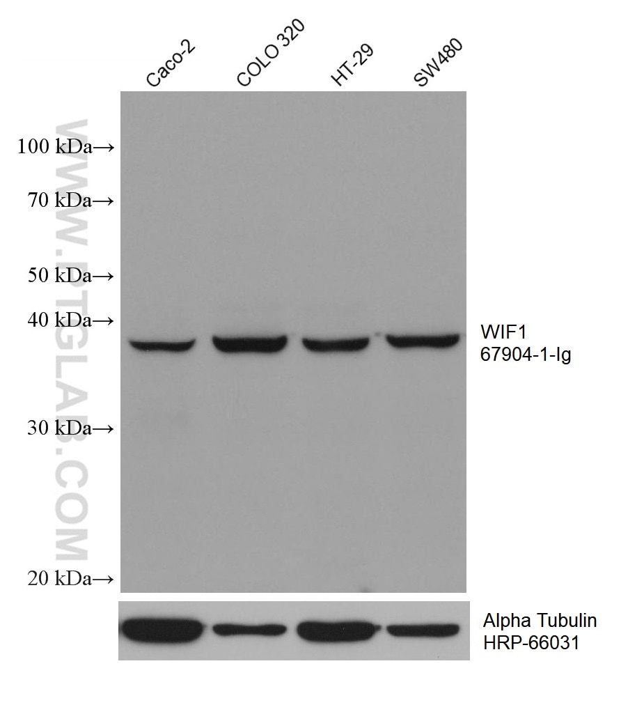Western Blot (WB) analysis of various lysates using WIF1 Monoclonal antibody (67904-1-Ig)