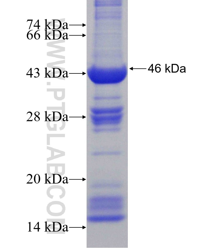 WIF1 fusion protein Ag23972 SDS-PAGE