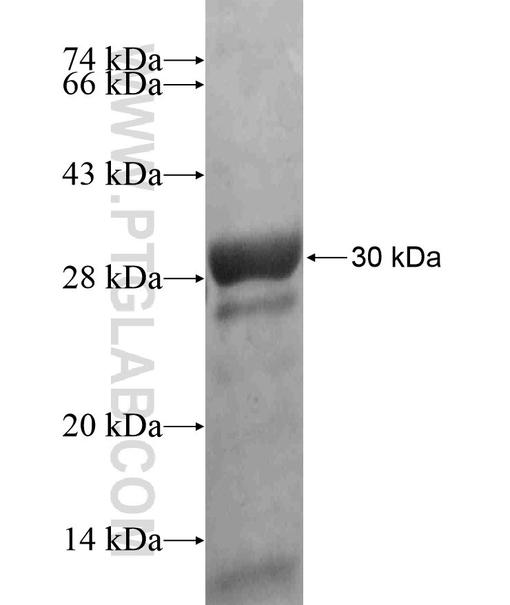 WIPF1 fusion protein Ag16975 SDS-PAGE