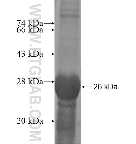 WIPF2 fusion protein Ag14330 SDS-PAGE