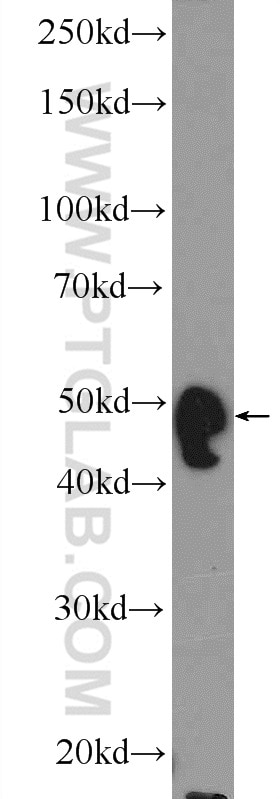Western Blot (WB) analysis of NIH/3T3 cells using WIPI1 Polyclonal antibody (25204-1-AP)