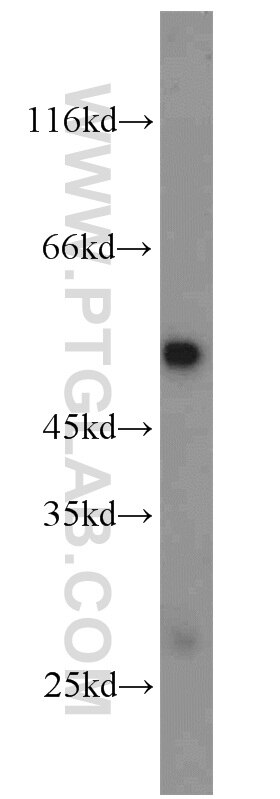 Western Blot (WB) analysis of mouse testis tissue using WIPI2 Polyclonal antibody (15432-1-AP)