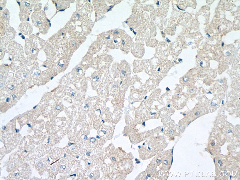 IHC staining of human heart using 28820-1-AP