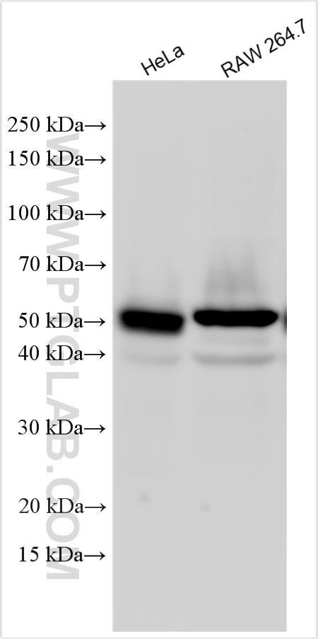 Western Blot (WB) analysis of various lysates using WIPI2 Polyclonal antibody (28820-1-AP)