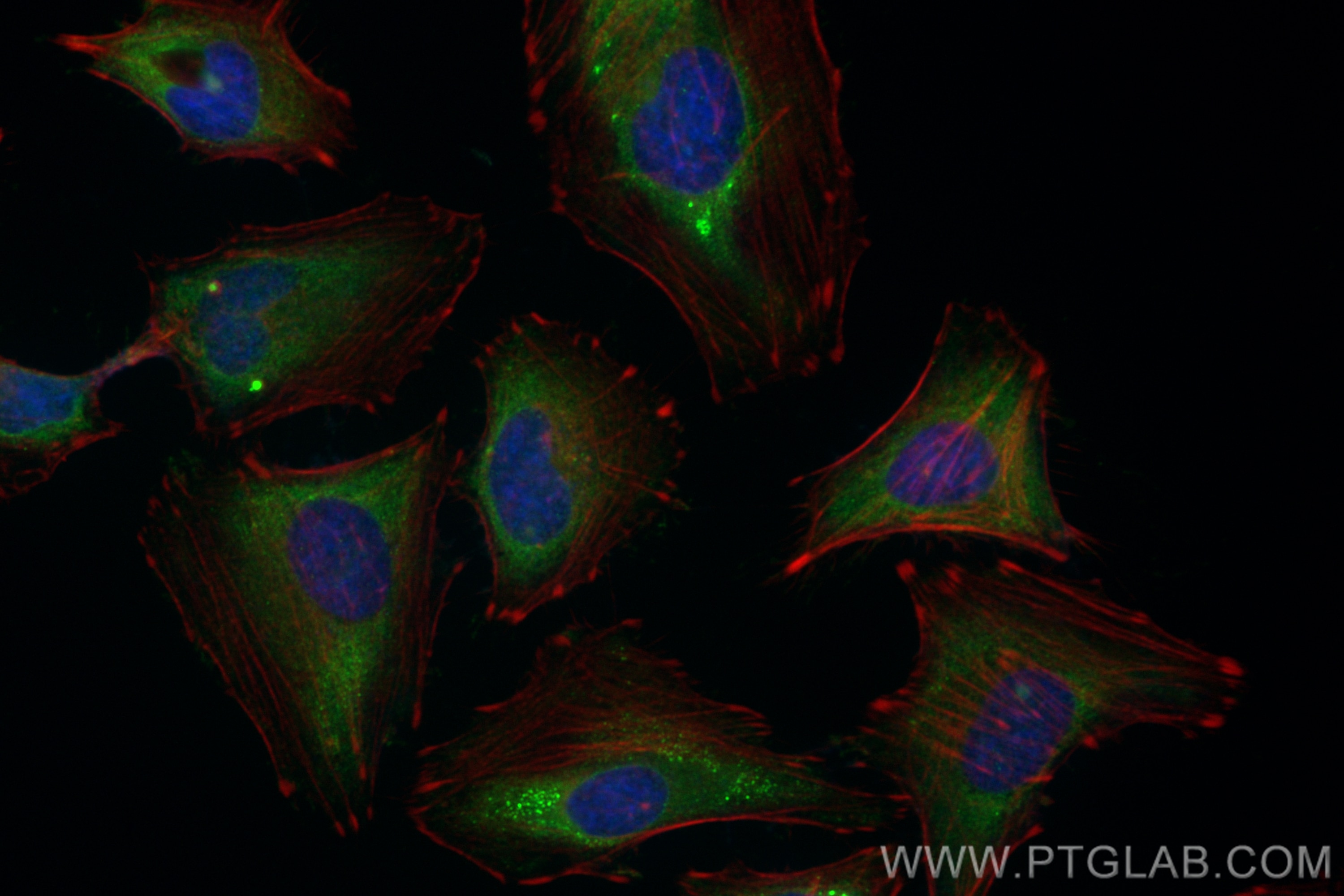 Immunofluorescence (IF) / fluorescent staining of HeLa cells using CoraLite® Plus 488-conjugated WIPI2 Polyclonal ant (CL488-28820)