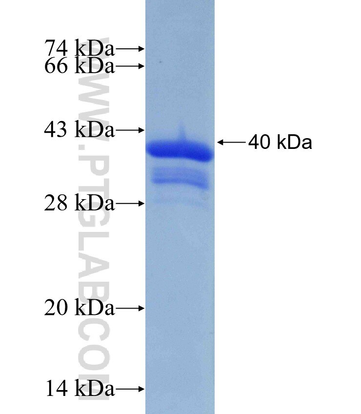 WIPI2 fusion protein Ag30505 SDS-PAGE