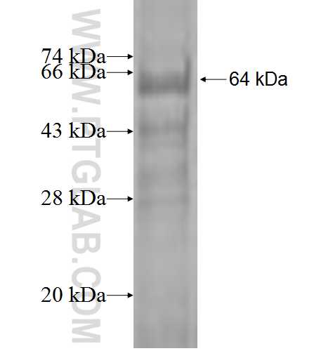 WIPI2 fusion protein Ag7689 SDS-PAGE