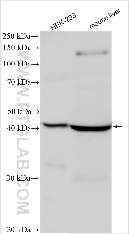 Western Blot (WB) analysis of various lysates using WISP1 Polyclonal antibody (18166-1-AP)