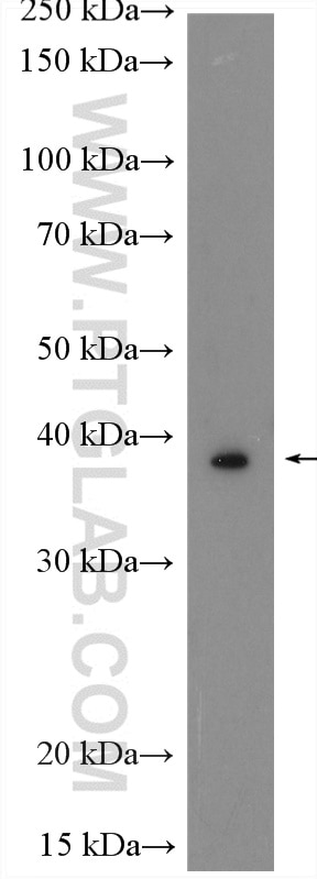 Western Blot (WB) analysis of Caco-2 cells using WISP3 Polyclonal antibody (21259-1-AP)