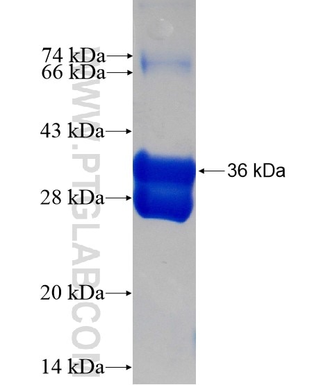 WIT1 fusion protein Ag7728 SDS-PAGE